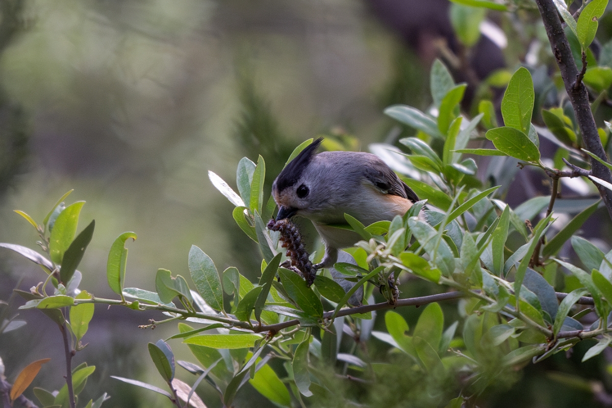 DPPhotography - Texas - Black-crested titmouse - D.jpg - Black-crested titmouse -  Balcones SP, Texas