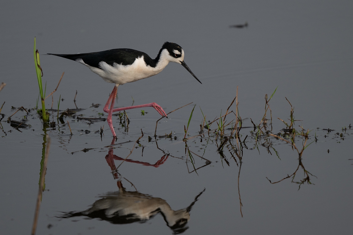 DPPhotography - Texas - Black-necked stilt - A.jpg - Black-necked stilt - Anahuac NWR, Texas