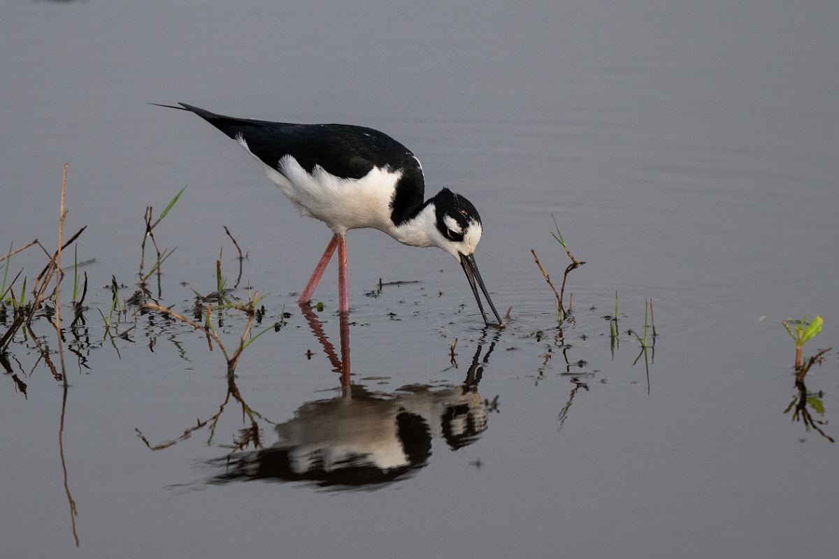 DPPhotography - Texas - Black-necked stilt - B.jpg - Black-necked stilt - Anahuac NWR, Texas