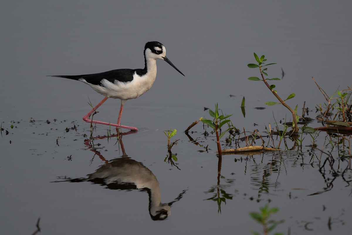 DPPhotography - Texas - Black-necked stilt - C.jpg - Black-necked stilt - Anahuac NWR, Texas