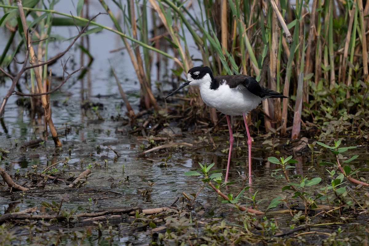 DPPhotography - Texas - Black-necked stilt - E.jpg - Black-necked stilt - Anahuac NWR, Texas