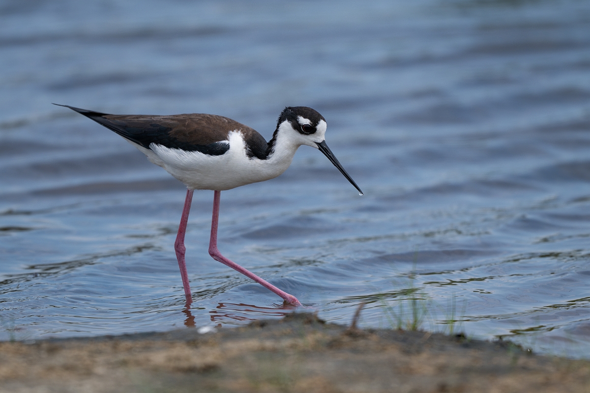 DPPhotography - Texas - Black-necked stilt - F.jpg - Black-necked stilt - Bolivar Flats,  Bolivar Peninsula, Texas