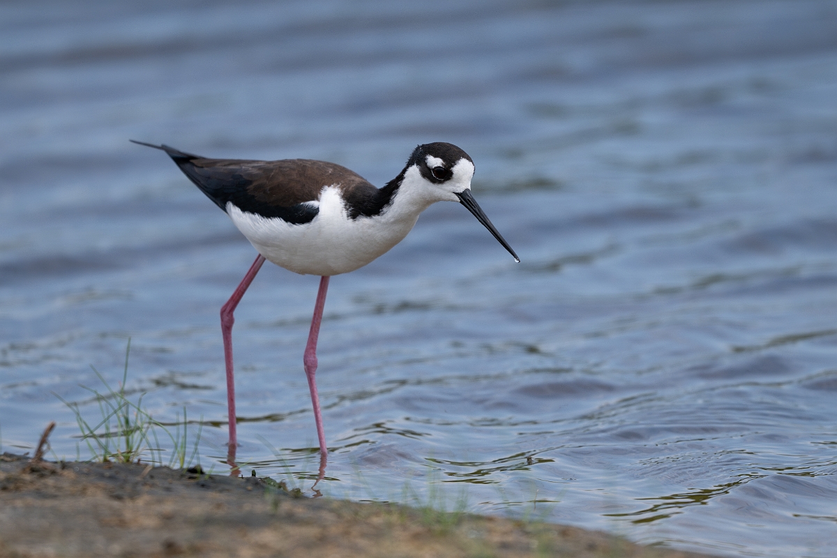 DPPhotography - Texas - Black-necked stilt - G.jpg - Black-necked stilt - Bolivar Flats,  Bolivar Peninsula, Texas