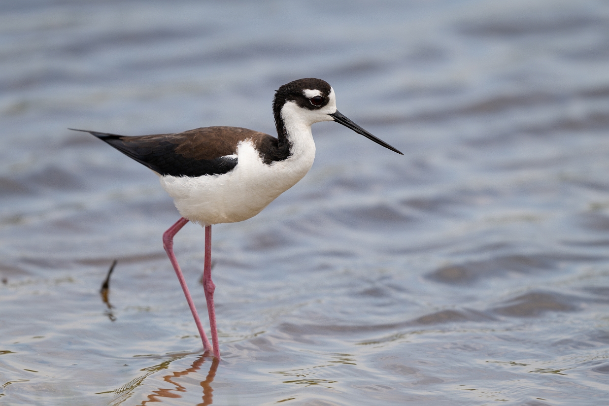DPPhotography - Texas - Black-necked stilt - H.jpg - Black-necked stilt - Bolivar Flats,  Bolivar Peninsula, Texas