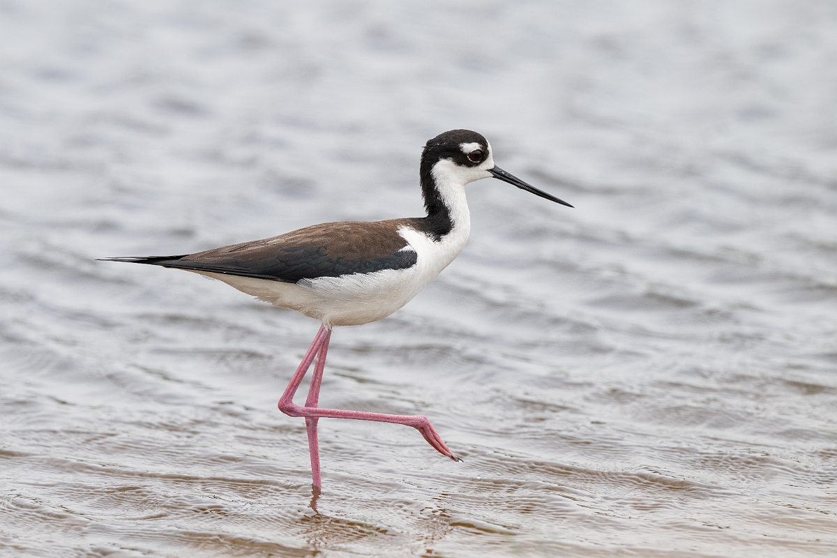 DPPhotography - Texas - Black-necked stilt - J.jpg - Black-necked stilt - Bolivar Flats,  Bolivar Peninsula, Texas