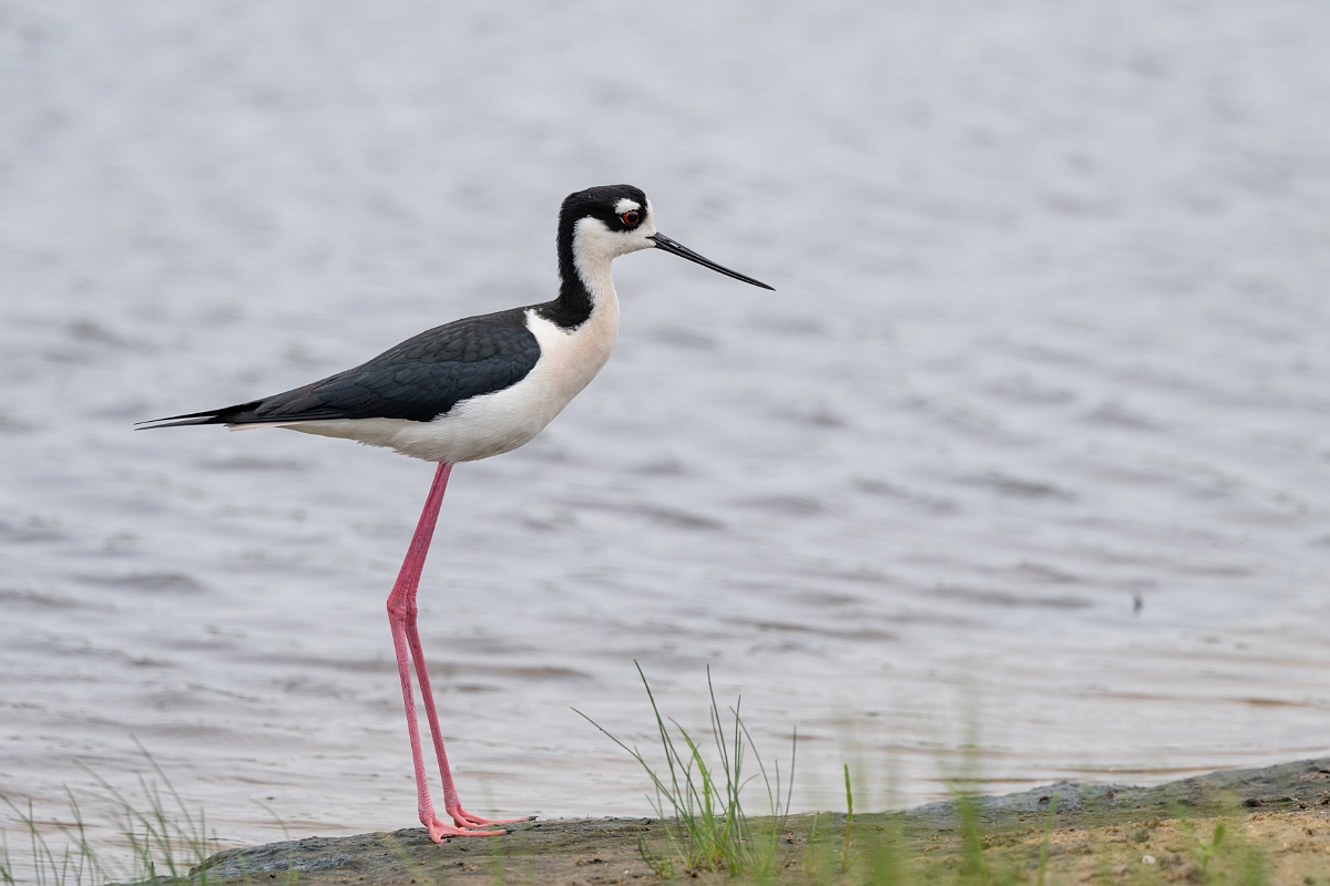 DPPhotography - Texas - Black-necked stilt - K.jpg - Black-necked stilt - Bolivar Flats,  Bolivar Peninsula, Texas