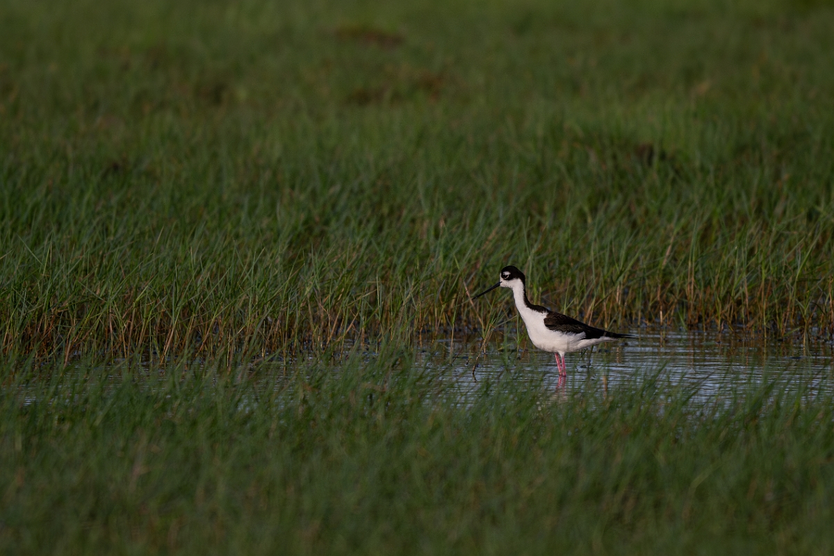 DPPhotography - Texas - Black-necked stilt - L.jpg - Black-necked stilt - Goose Island, Texas