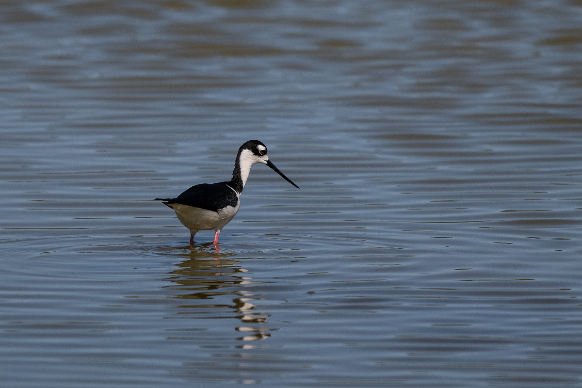 DPPhotography - Texas - Black-necked stilt - M.jpg - Black-necked stilt - South Padre Island, Texas