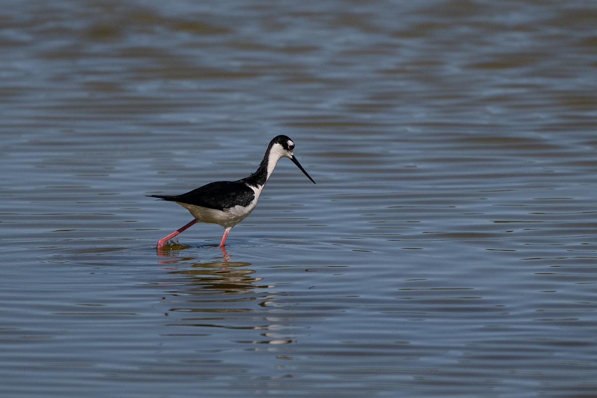 DPPhotography - Texas - Black-necked stilt - N.jpg - Black-necked stilt - South Padre Island, Texas