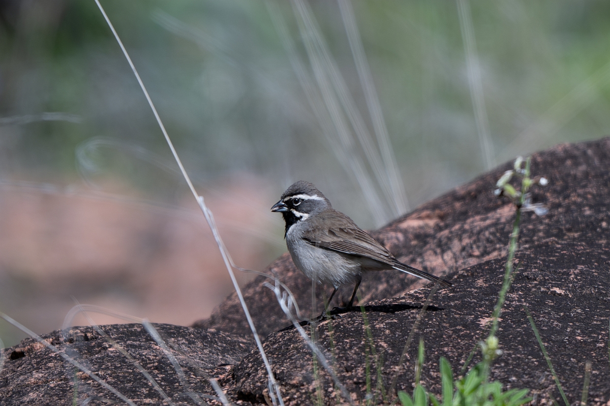 DPPhotography - Texas - Black-throated sparrow - C.jpg - Black-throated sparrow - Ink Lake State Park, Texas