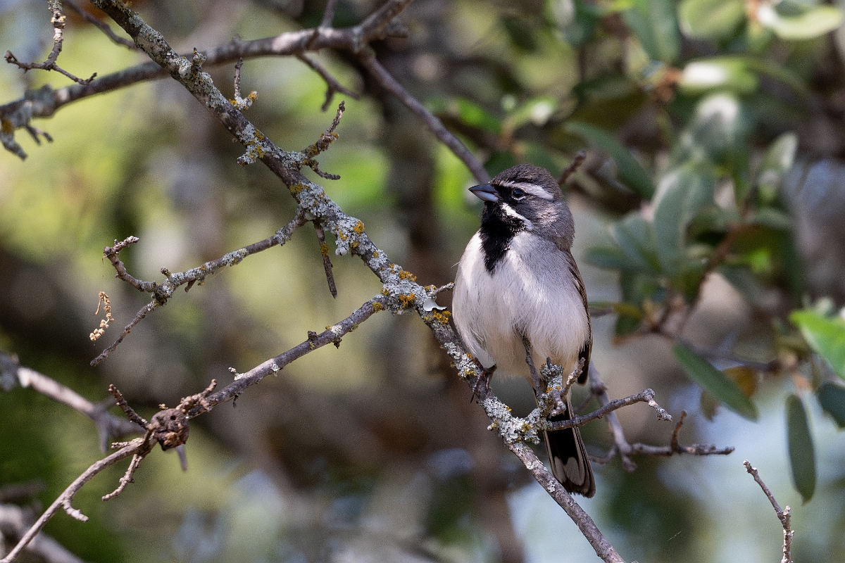 DPPhotography - Texas - Black-throated sparrow - G.jpg - Black-throated sparrow - Ink Lake State Park, Texas