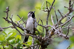 DPPhotography - Texas - Black-throated sparrow - A