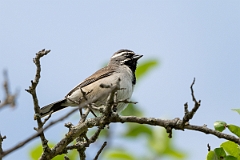 DPPhotography - Texas - Black-throated sparrow - B