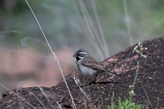 DPPhotography - Texas - Black-throated sparrow - C
