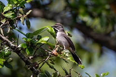 DPPhotography - Texas - Black-throated sparrow - D