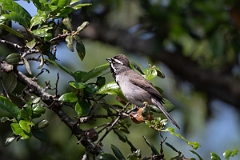 DPPhotography - Texas - Black-throated sparrow - E