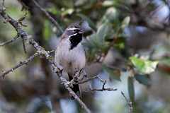DPPhotography - Texas - Black-throated sparrow - F