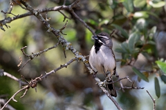 DPPhotography - Texas - Black-throated sparrow - G