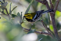 DPPhotography - Texas - Black-throated green warbler - A