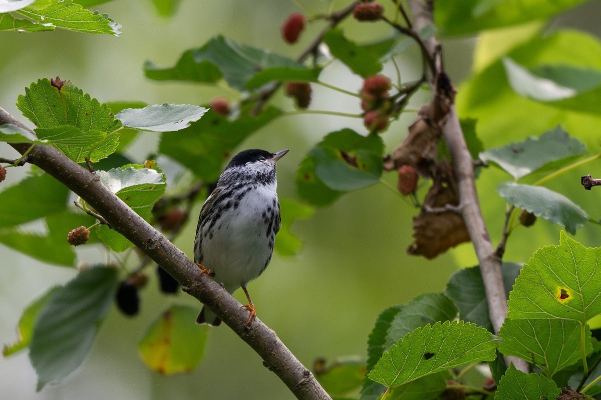 DPPhotography - Texas - Blackpoll warbler - A.jpg - Blackpoll warbler - Smith Oaks, High Island, Texas