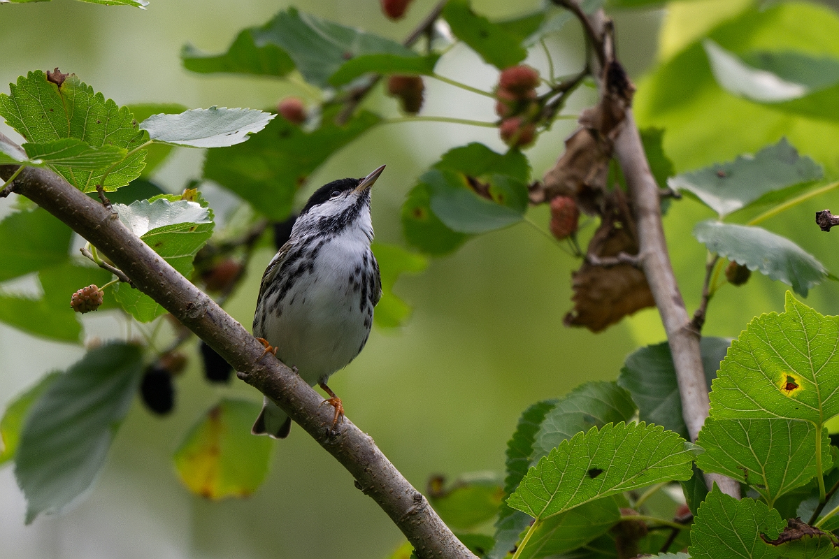 DPPhotography - Texas - Blackpoll warbler - B.jpg - Blackpoll warbler - Smith Oaks, High Island, Texas