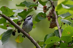 DPPhotography - Texas - Blackpoll warbler - B