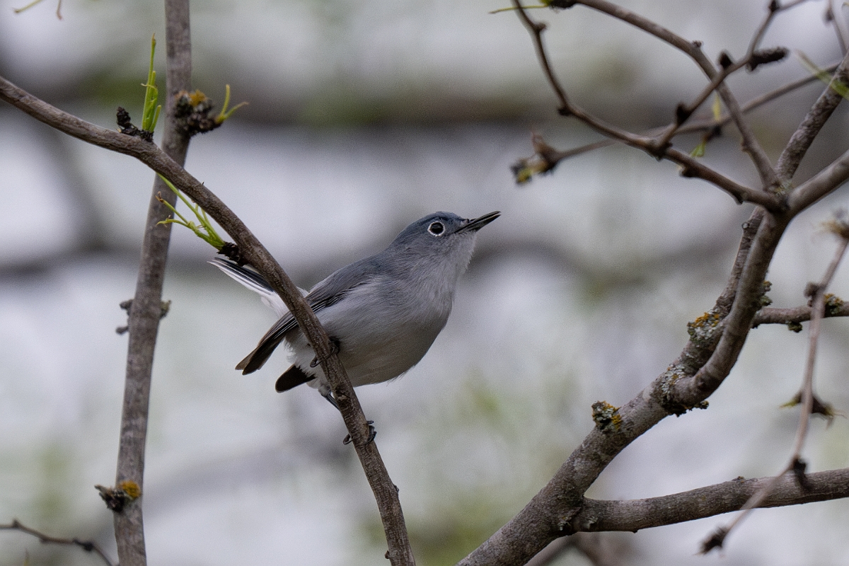 DPPhotography - Texas - Blue-grey gnatcatcher - A.jpg - Blue grey gnatcatcher - Pedernales Falls State Park, Texas