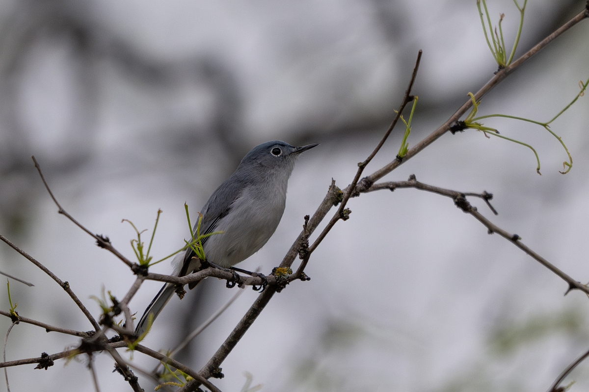 DPPhotography - Texas - Blue-grey gnatcatcher - B.jpg - Blue grey gnatcatcher - Pedernales Falls State Park, Texas