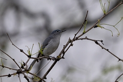 DPPhotography - Texas - Blue-grey gnatcatcher - B
