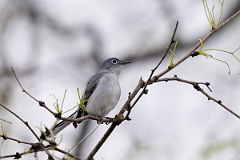 DPPhotography - Texas - Blue-grey gnatcatcher - C