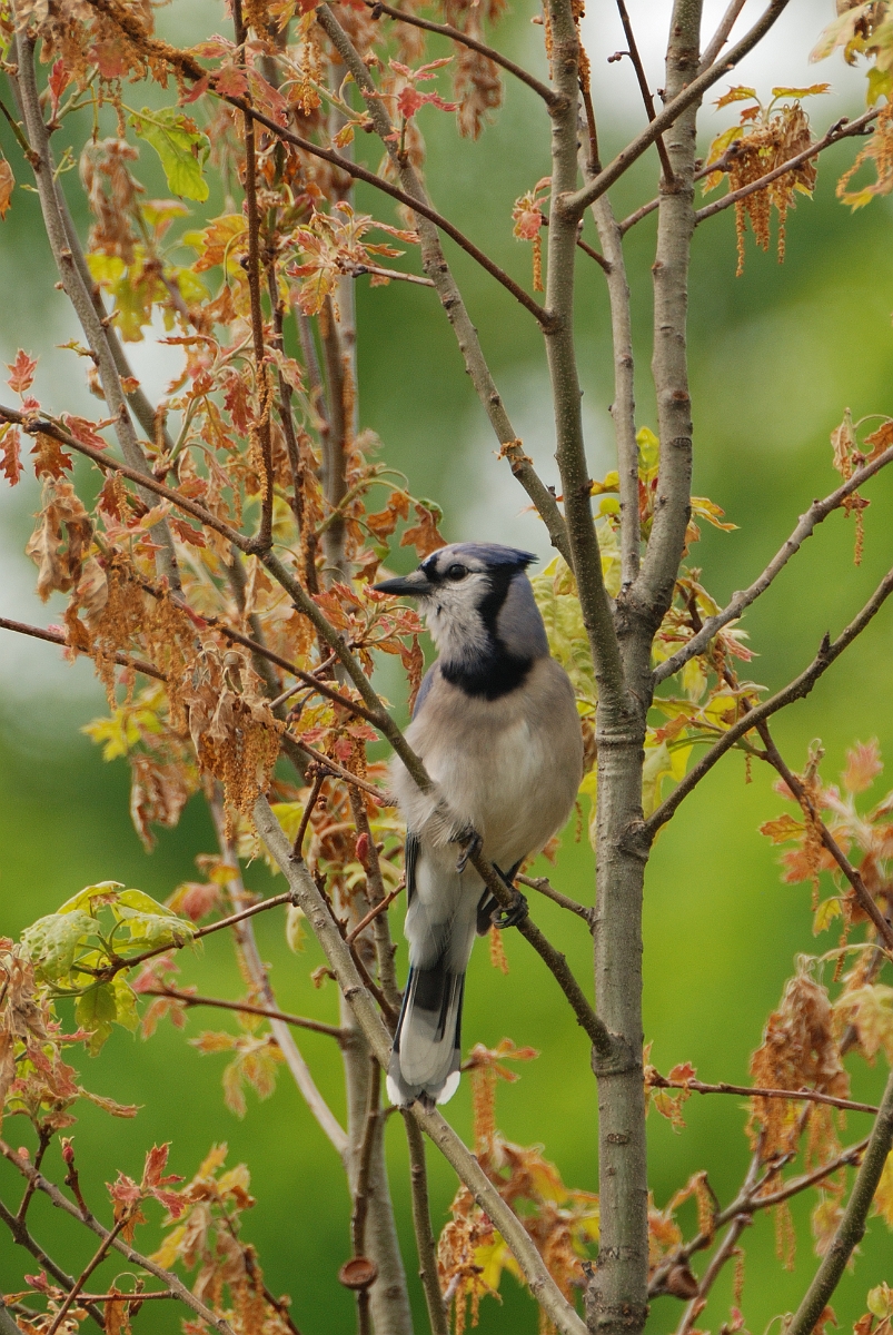 David Plant Photography - Wildlife Photographer - Blue jay - A.jpg - Blue jay - Kennebunk plains, ME