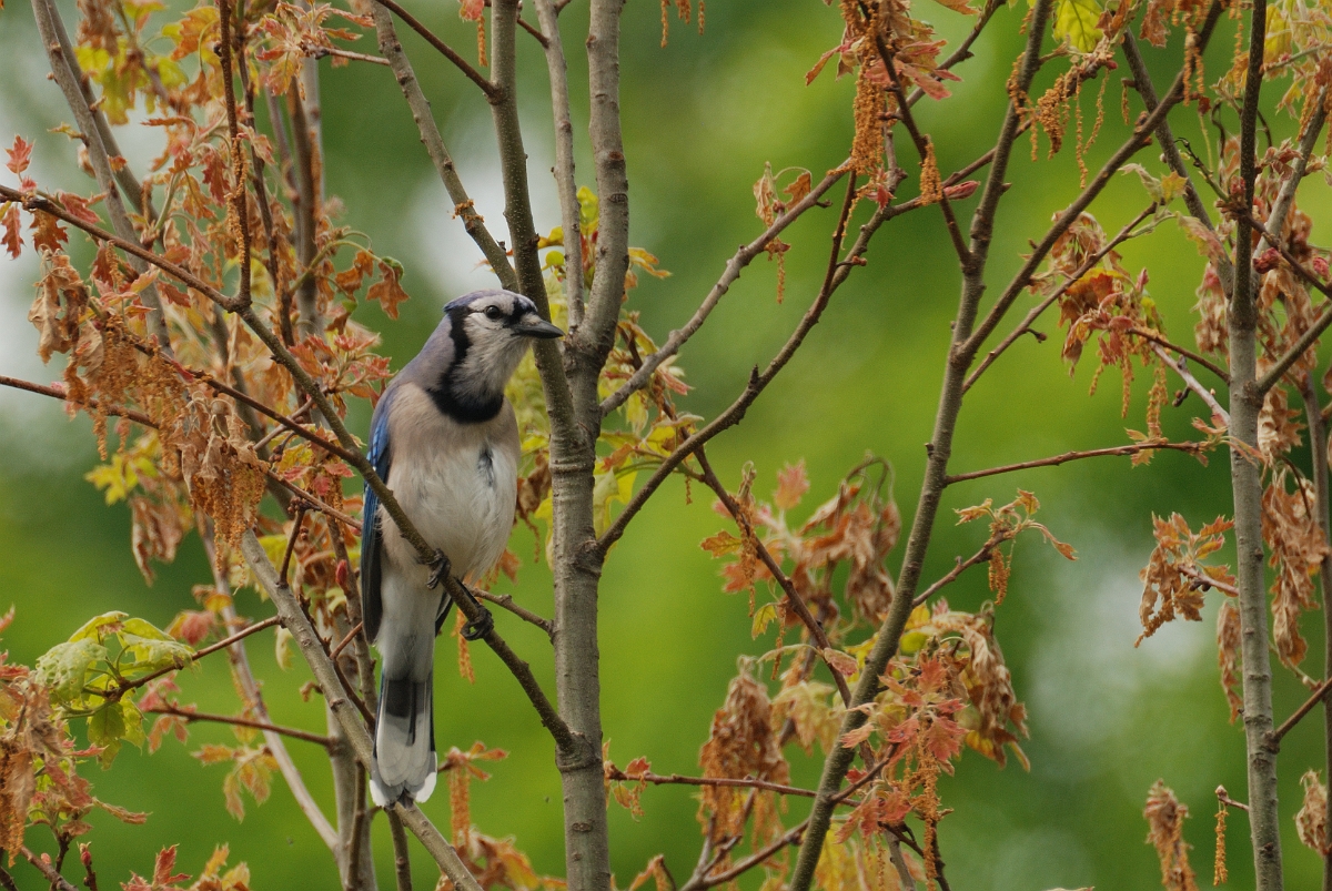 David Plant Photography - Wildlife Photographer - Blue jay - B.jpg - Blue jay - Kennebunk plains, ME