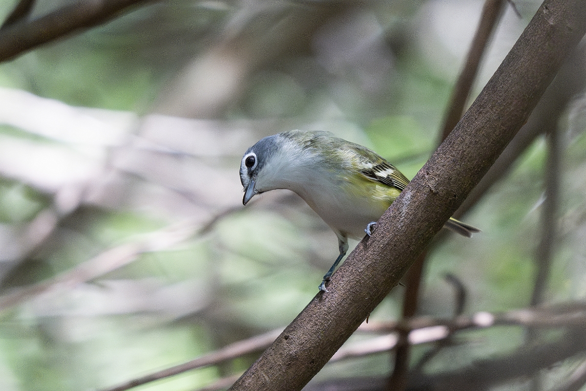 DPPhotography - Texas - Blue-headed vireo - A.jpg - Blue-headed vireo - Estero Llano Grande State Park, Texas