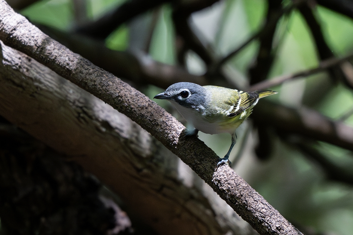 DPPhotography - Texas - Blue-headed vireo - D.jpg - Blue-headed vireo - Estero Llano Grande State Park, Texas