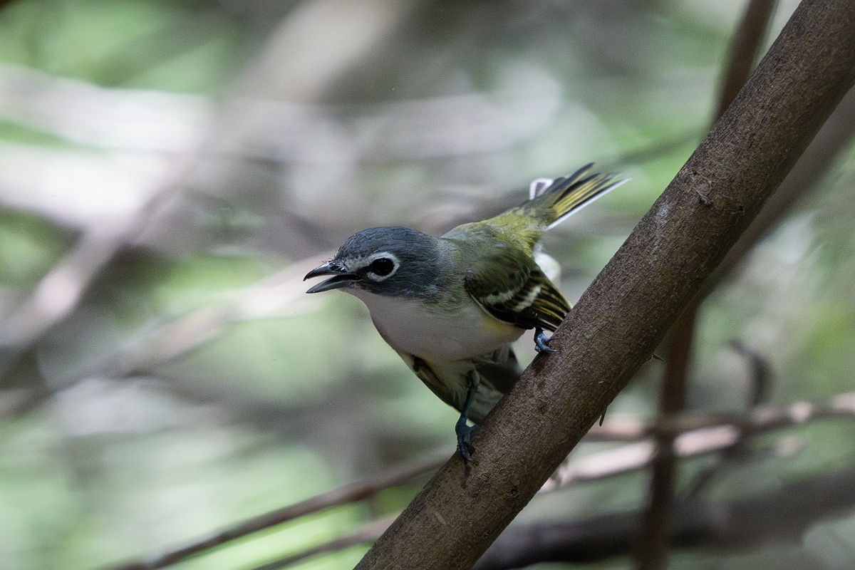DPPhotography - Texas - Blue-headed vireo - E.jpg - Blue-headed vireo - Estero Llano Grande State Park, Texas
