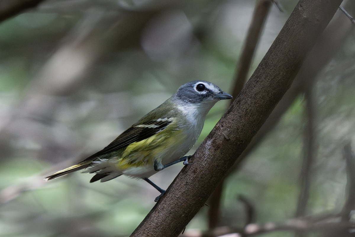 DPPhotography - Texas - Blue-headed vireo - F.jpg - Blue-headed vireo - Estero Llano Grande State Park, Texas