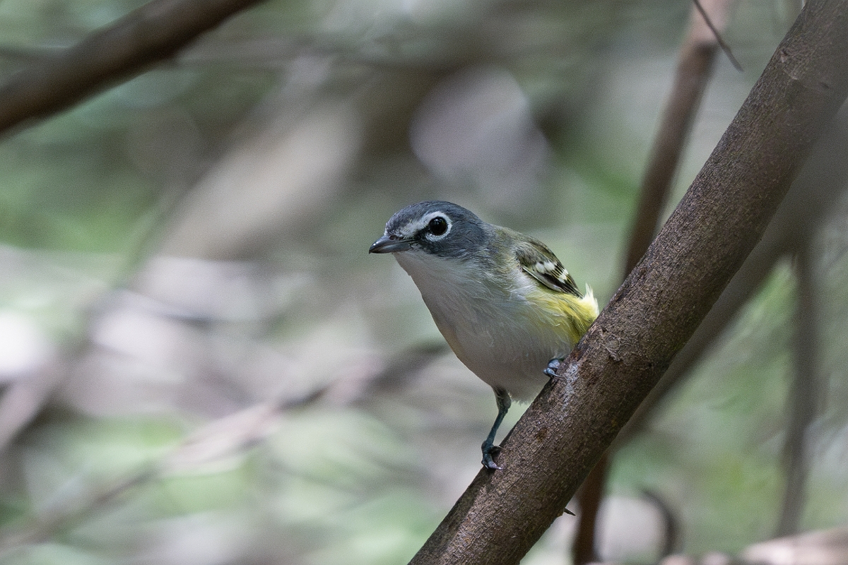 DPPhotography - Texas - Blue-headed vireo - G.jpg - Blue-headed vireo - Estero Llano Grande State Park, Texas