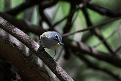 DPPhotography - Texas - Blue-headed vireo - C
