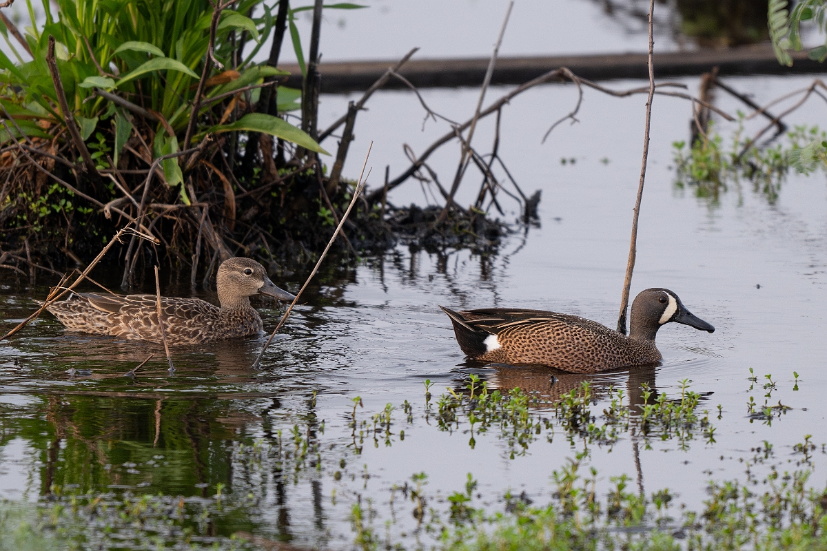 DPPhotography - Texas - Blue-winged teal - A.jpg - Blue-winged teal, pair - Anahuac NWR, Texas