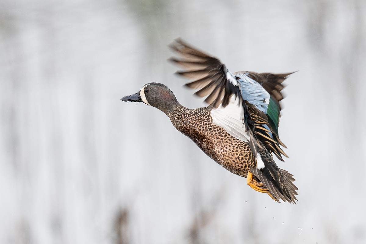 DPPhotography - Texas - Blue-winged teal - D.jpg - Blue-winged teal, male - Anahuac NWR, Texas