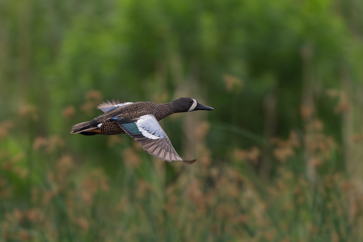 DPPhotography - Texas - Blue-winged teal - E.jpg - Blue-winged teal, male - Anahuac NWR, Texas