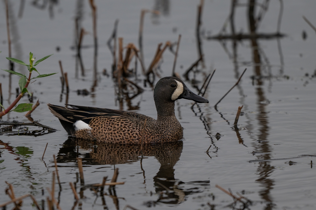 DPPhotography - Texas - Blue-winged teal - G.jpg - Blue-winged teal, male - Anahuac NWR, Texas