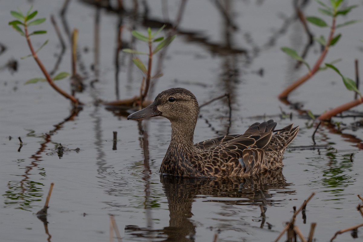 DPPhotography - Texas - Blue-winged teal - H.jpg - Blue-winged teal, female - Anahuac NWR, Texas