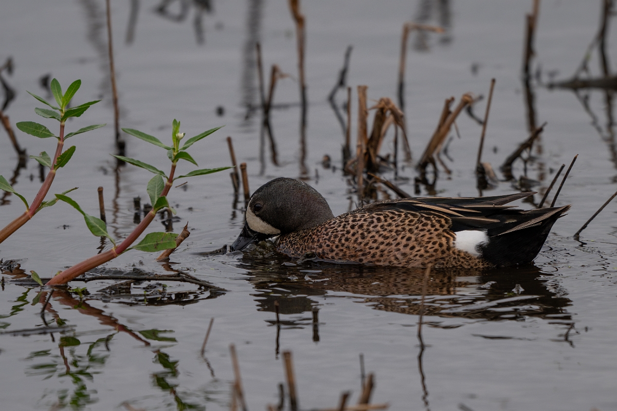 DPPhotography - Texas - Blue-winged teal - I.jpg - Blue-winged teal, male - Anahuac NWR, Texas