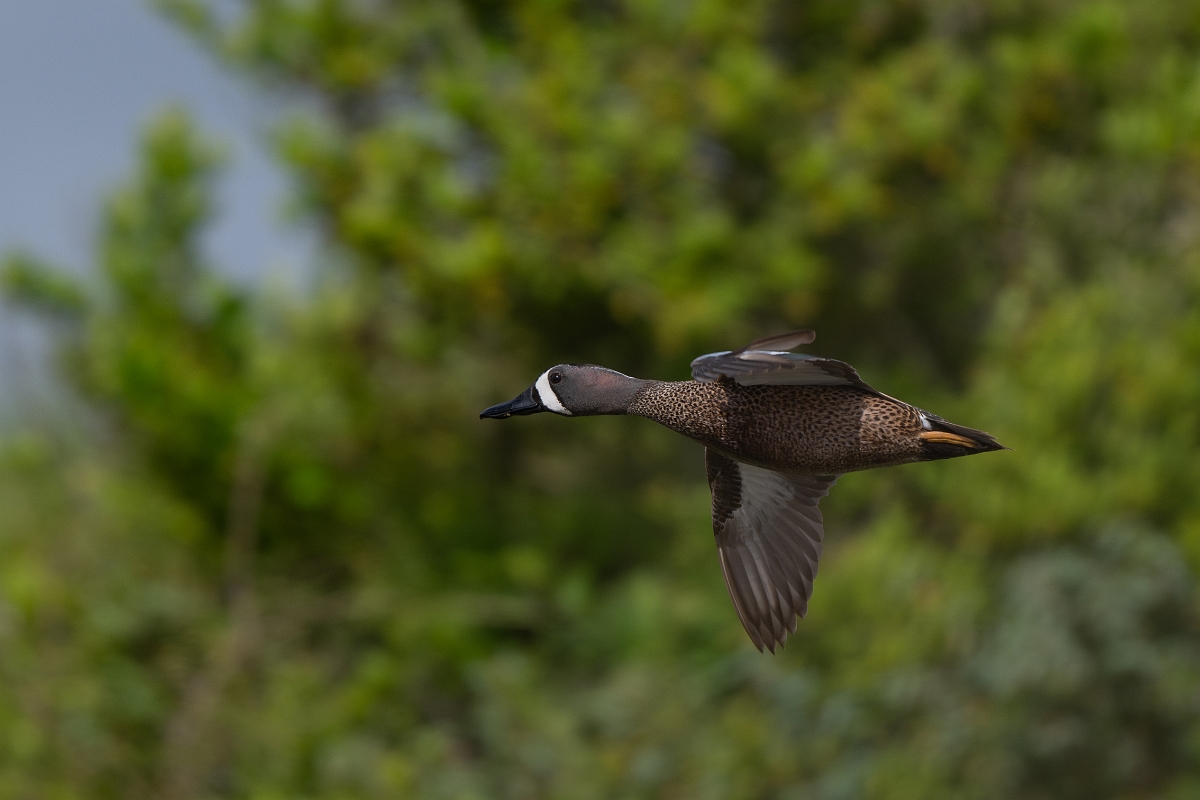 DPPhotography - Texas - Blue-winged teal - J.jpg - Blue-winged teal, male - Aransas NWR, Texas