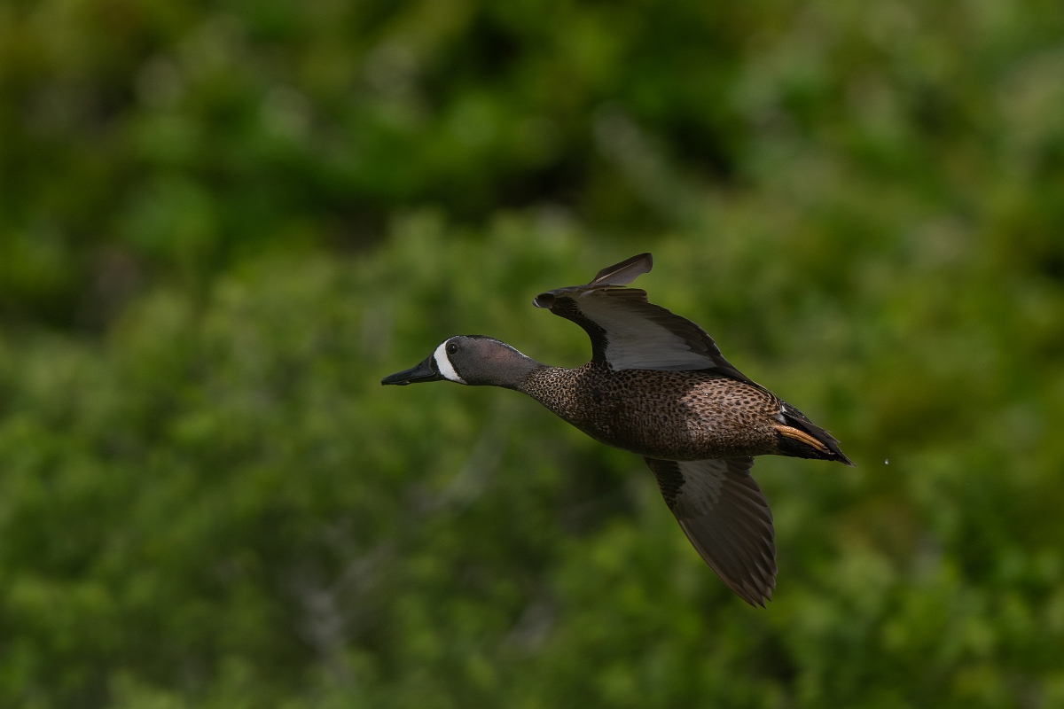 DPPhotography - Texas - Blue-winged teal - K.jpg - Blue-winged teal, male - Aransas NWR, Texas