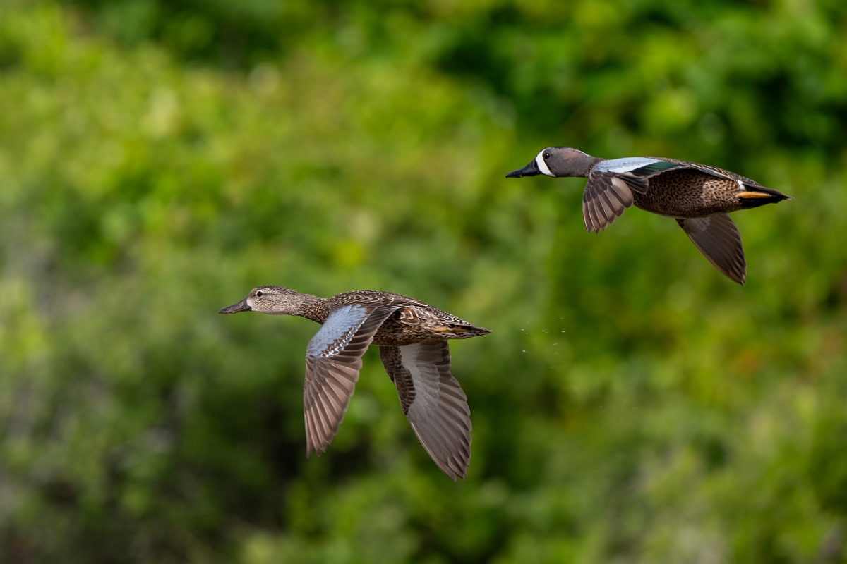 DPPhotography - Texas - Blue-winged teal - L.jpg - Blue-winged teal, pair - Aransas NWR, Texas