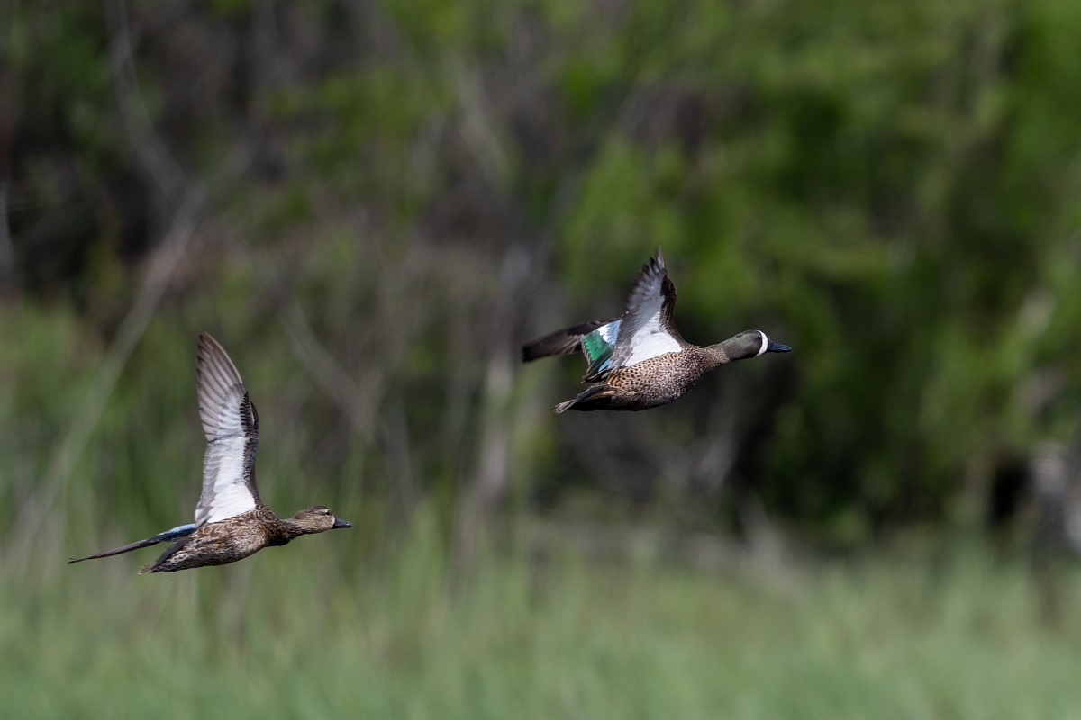 DPPhotography - Texas - Blue-winged teal - M.jpg - Blue-winged teal, pair - Aransas NWR, Texas
