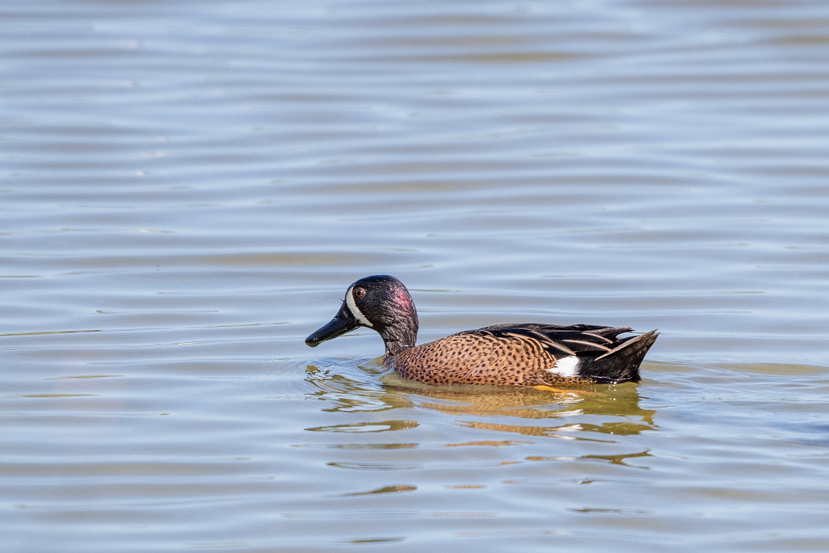 DPPhotography - Texas - Blue-winged teal - N.jpg - Blue-winged teal, male - Santa Ana NWR, Texas