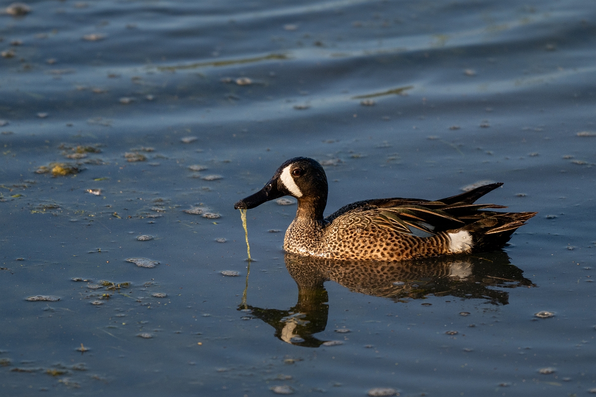 DPPhotography - Texas - Blue-winged teal - O.jpg - Blue-winged teal, male - Santa Ana NWR, Texas